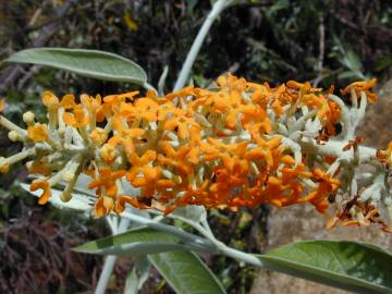 Fotografia da espécie Buddleja madagascariensis