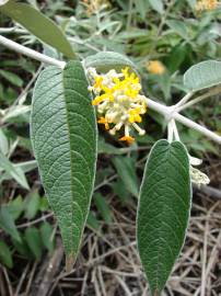 Fotografia da espécie Buddleja madagascariensis