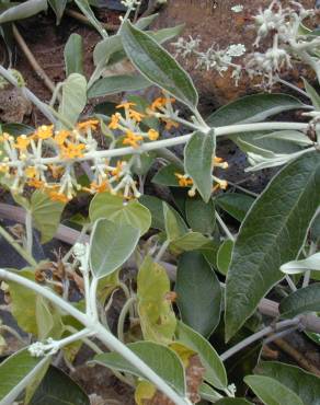 Fotografia 9 da espécie Buddleja madagascariensis no Jardim Botânico UTAD