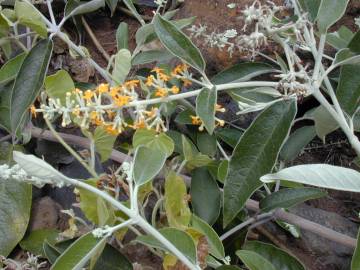 Fotografia da espécie Buddleja madagascariensis