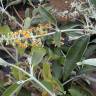 Fotografia 9 da espécie Buddleja madagascariensis do Jardim Botânico UTAD