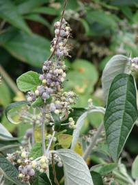 Fotografia da espécie Buddleja madagascariensis