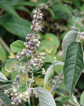 Fotografia 10 da espécie Buddleja madagascariensis no Jardim Botânico UTAD