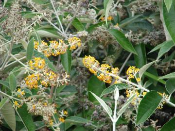 Fotografia da espécie Buddleja madagascariensis