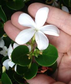 Fotografia da espécie Carissa macrocarpa