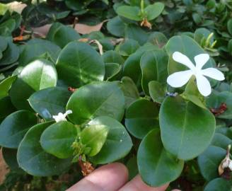 Fotografia da espécie Carissa macrocarpa