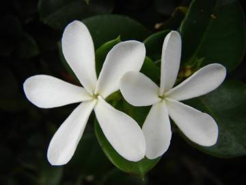 Fotografia da espécie Carissa macrocarpa