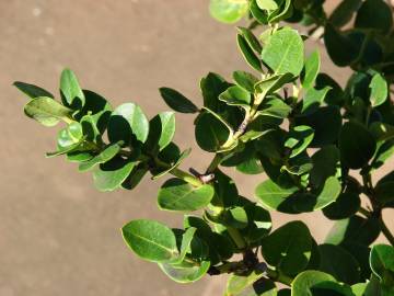 Fotografia da espécie Carissa macrocarpa