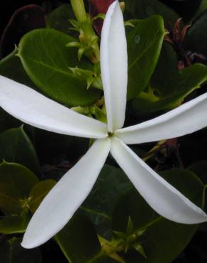 Fotografia 19 da espécie Carissa macrocarpa no Jardim Botânico UTAD