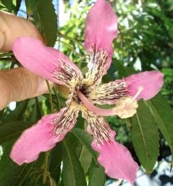 Fotografia da espécie Ceiba crispiflora