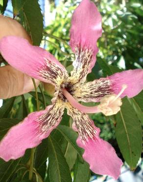 Fotografia 3 da espécie Ceiba crispiflora no Jardim Botânico UTAD