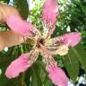 Fotografia 3 da espécie Ceiba crispiflora do Jardim Botânico UTAD