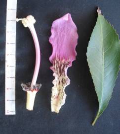 Fotografia da espécie Ceiba crispiflora