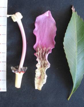 Fotografia 4 da espécie Ceiba crispiflora no Jardim Botânico UTAD
