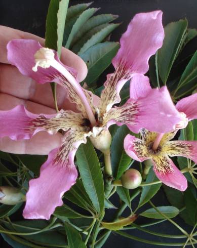 Fotografia de capa Ceiba crispiflora - do Jardim Botânico