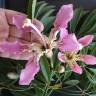 Fotografia 1 da espécie Ceiba crispiflora do Jardim Botânico UTAD