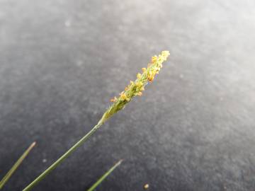 Fotografia da espécie Alopecurus aequalis