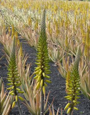 Fotografia 12 da espécie Aloe vera no Jardim Botânico UTAD