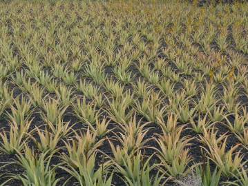 Fotografia da espécie Aloe vera