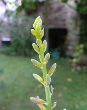 Fotografia 14 da espécie Aloe vera no Jardim Botânico UTAD