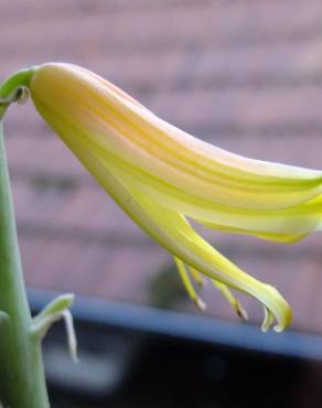 Fotografia 15 da espécie Aloe vera no Jardim Botânico UTAD