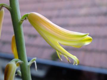 Fotografia da espécie Aloe vera