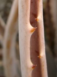 Fotografia da espécie Aloe vera