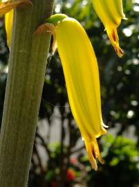 Fotografia da espécie Aloe vera