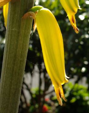 Fotografia 19 da espécie Aloe vera no Jardim Botânico UTAD