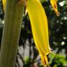 Fotografia 19 da espécie Aloe vera do Jardim Botânico UTAD