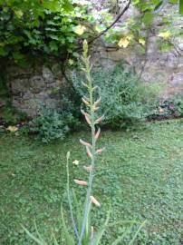 Fotografia da espécie Aloe vera