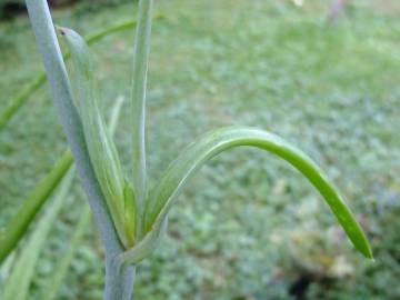 Fotografia da espécie Aloe vera