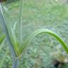 Fotografia 21 da espécie Aloe vera do Jardim Botânico UTAD