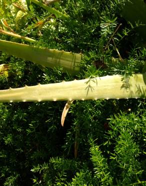 Fotografia 22 da espécie Aloe vera no Jardim Botânico UTAD