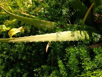 Fotografia da espécie Aloe vera