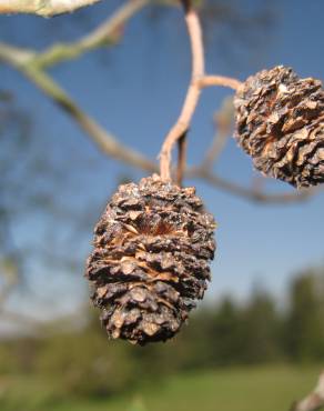 Fotografia 13 da espécie Alnus glutinosa no Jardim Botânico UTAD