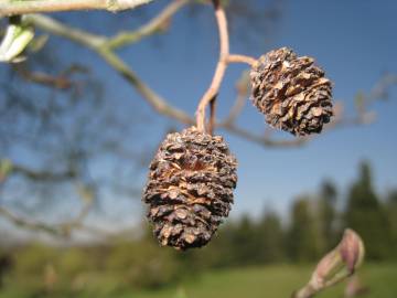 Fotografia da espécie Alnus glutinosa