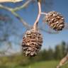 Fotografia 13 da espécie Alnus glutinosa do Jardim Botânico UTAD