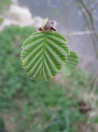 Fotografia da espécie Alnus glutinosa