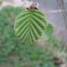 Fotografia 14 da espécie Alnus glutinosa do Jardim Botânico UTAD