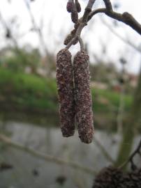 Fotografia da espécie Alnus glutinosa