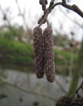 Fotografia 15 da espécie Alnus glutinosa no Jardim Botânico UTAD