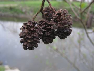 Fotografia da espécie Alnus glutinosa