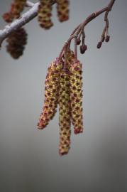Fotografia da espécie Alnus glutinosa