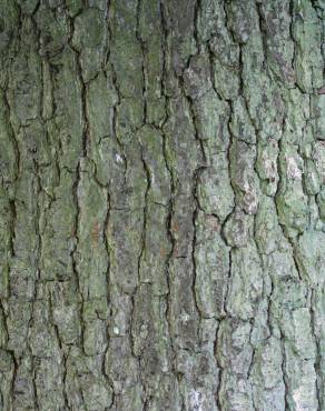 Fotografia 18 da espécie Alnus glutinosa no Jardim Botânico UTAD