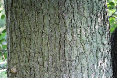 Fotografia da espécie Alnus glutinosa