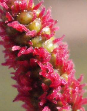 Fotografia 19 da espécie Alnus glutinosa no Jardim Botânico UTAD