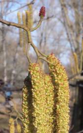 Fotografia da espécie Alnus glutinosa