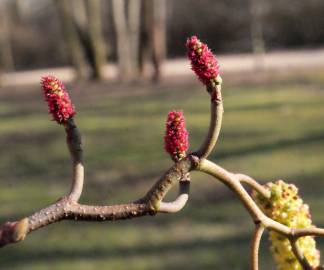 Fotografia da espécie Alnus glutinosa