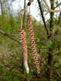 Fotografia da espécie Alnus glutinosa